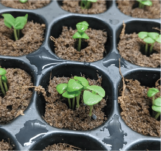 Closeup of Hydroponic Plants