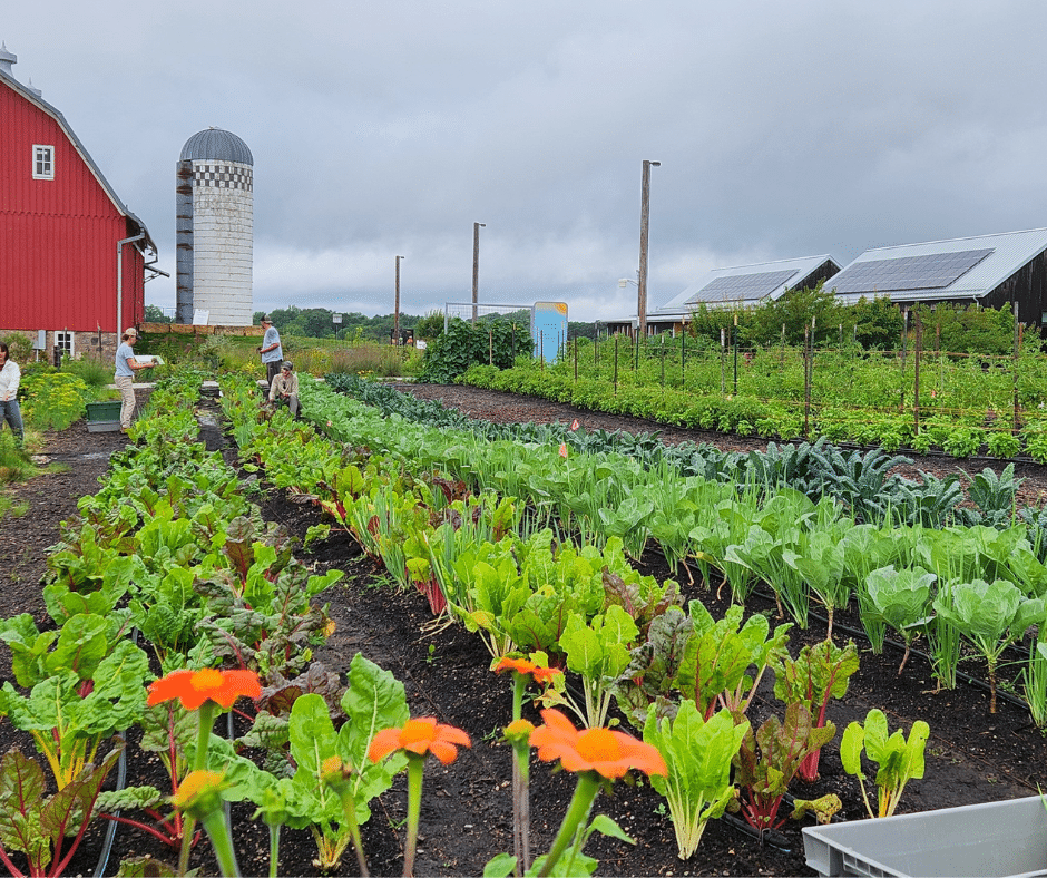 Growing plants at Foodscape