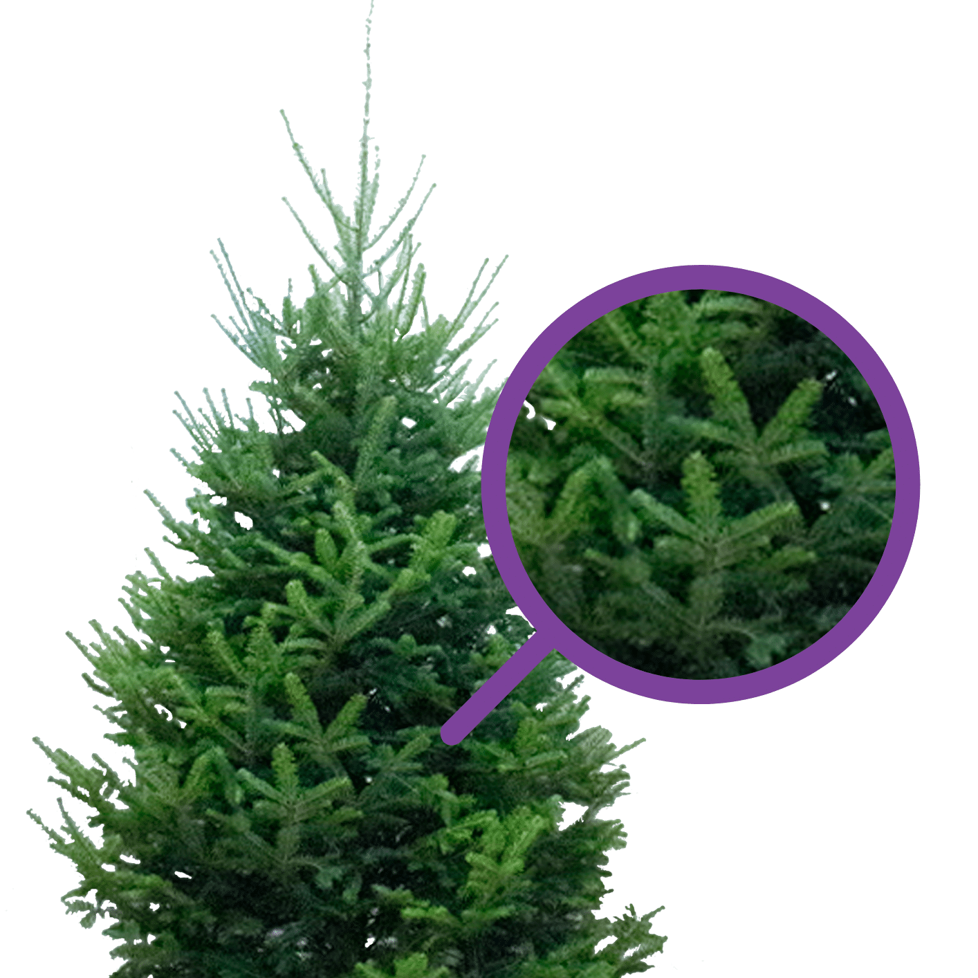 Balsam Fir