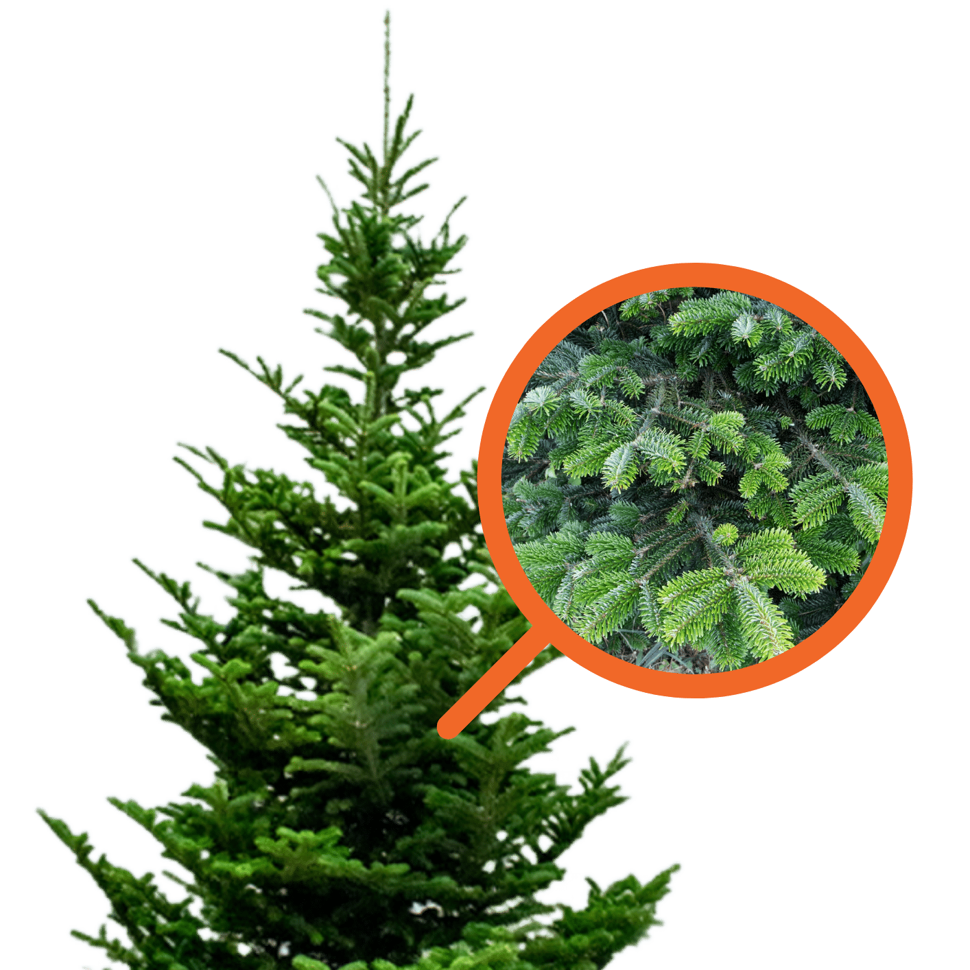 Fraser Fir