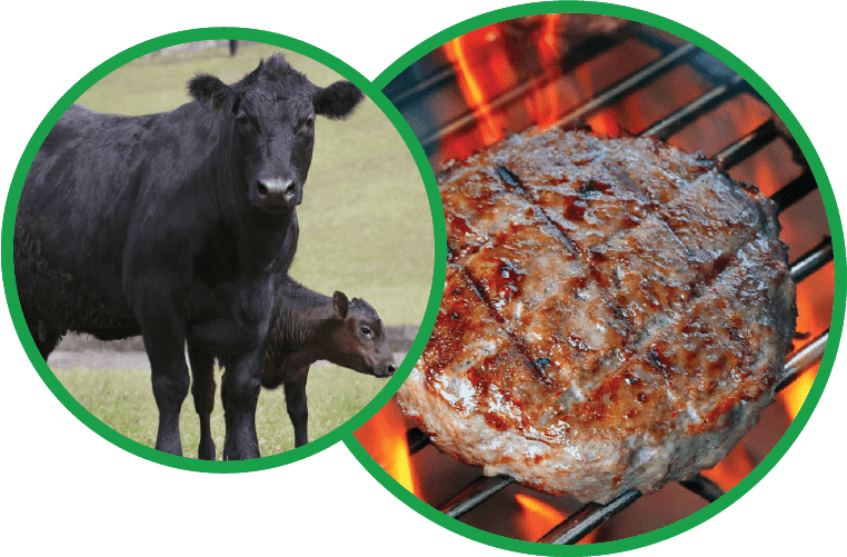 Beef From Cow