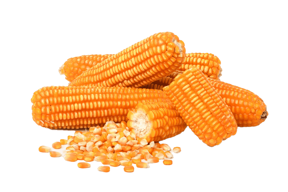 field corn