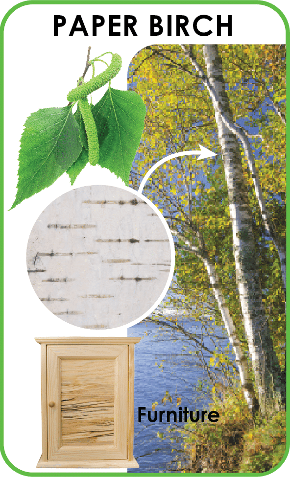 paper birch