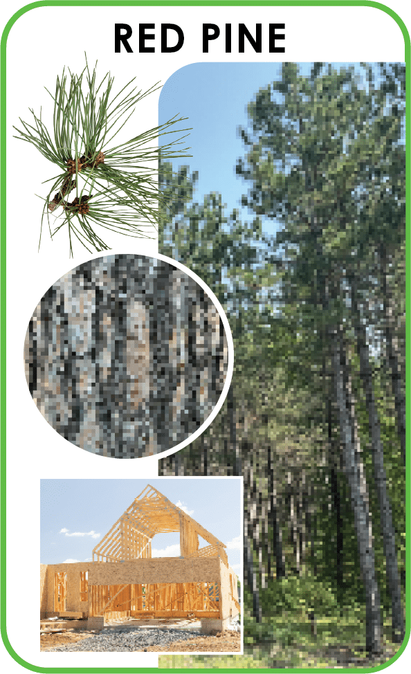 red pine