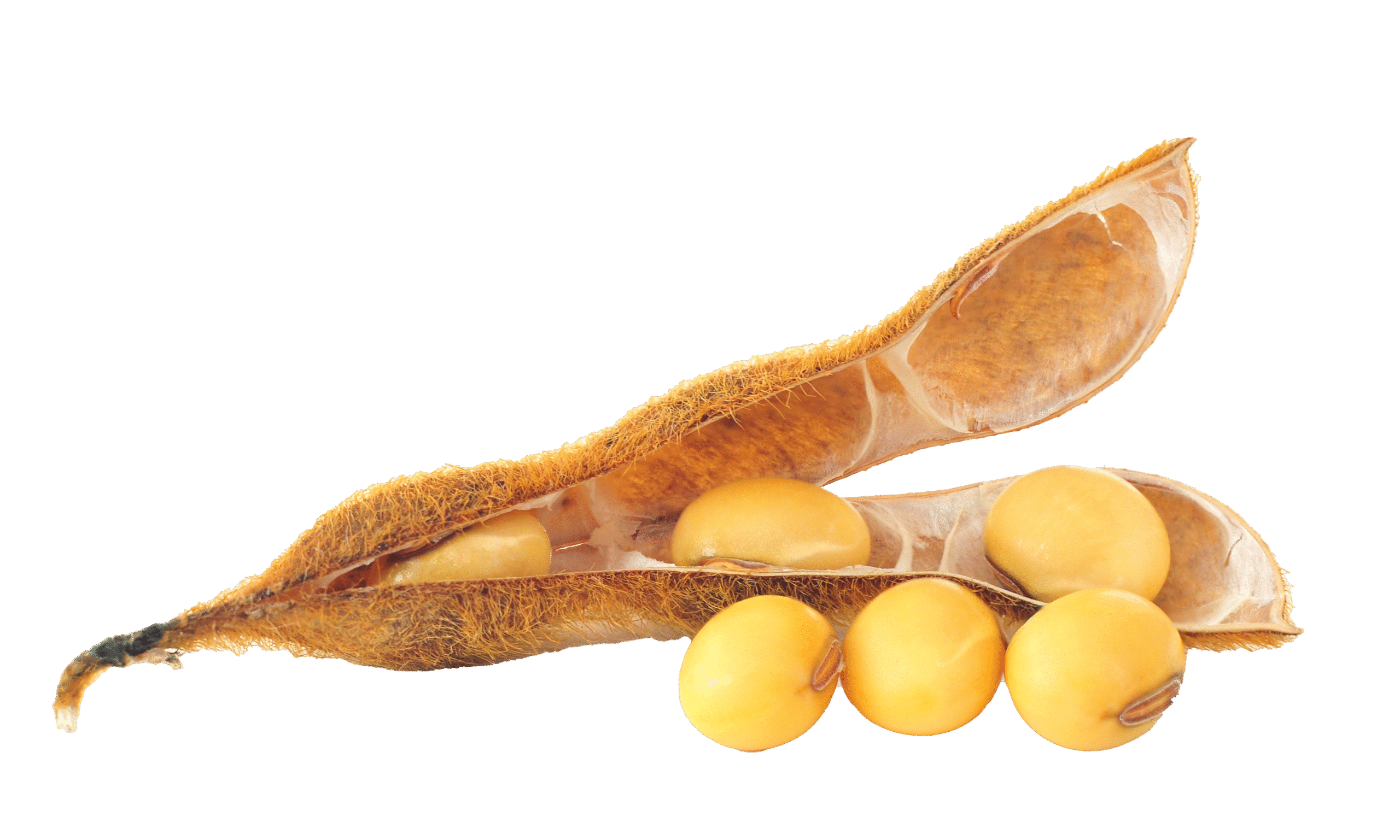 soybeans