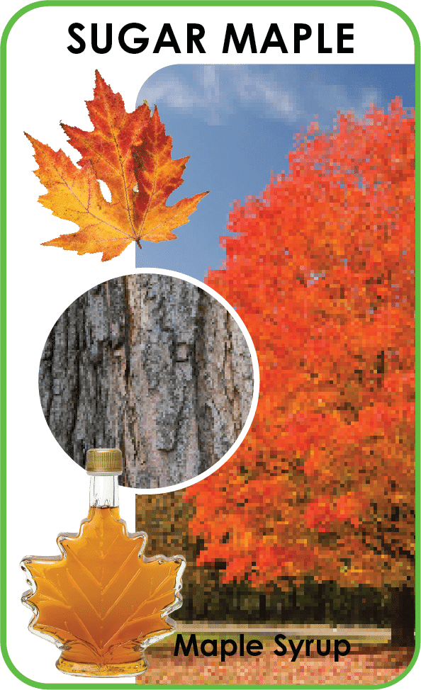 sugar maple