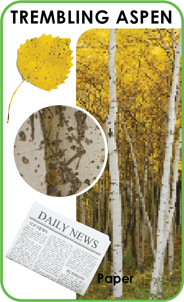 trembling aspen