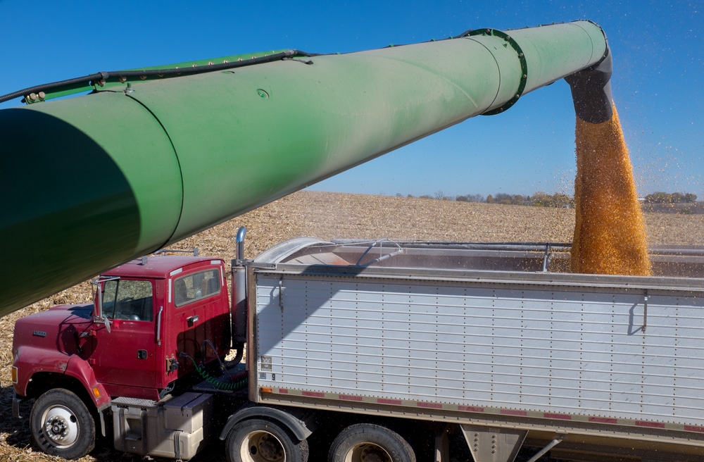 2020,corn,harvest,,fairmont,,minnesota.,usa,just,harvested,corn,is