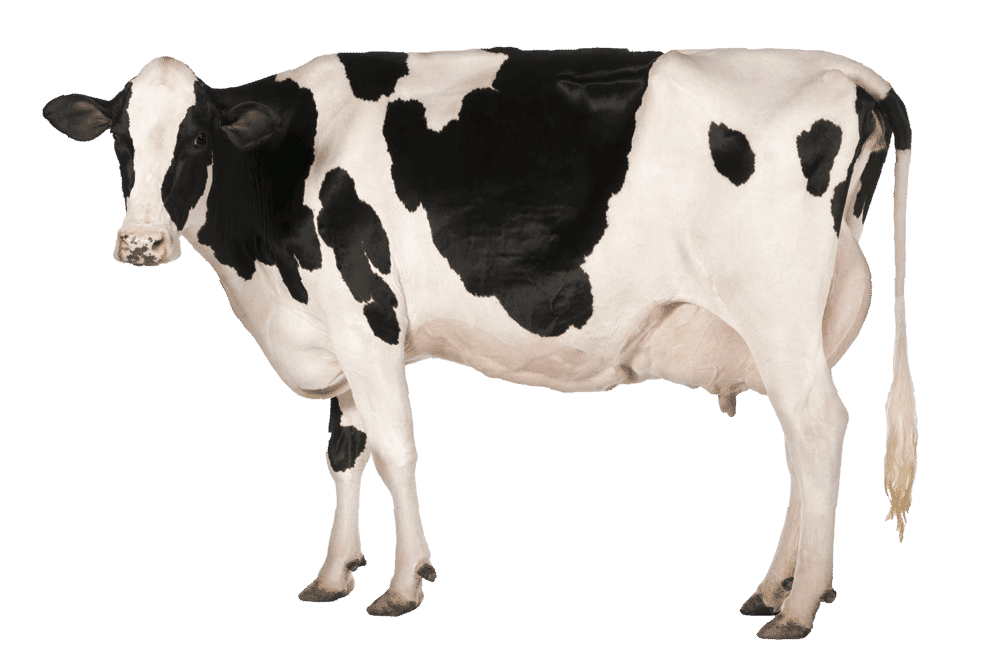 cow