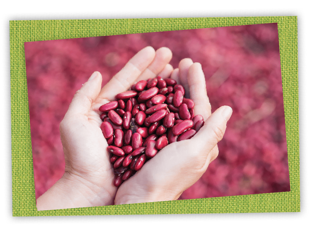 hands holding kidney beans with green frame
