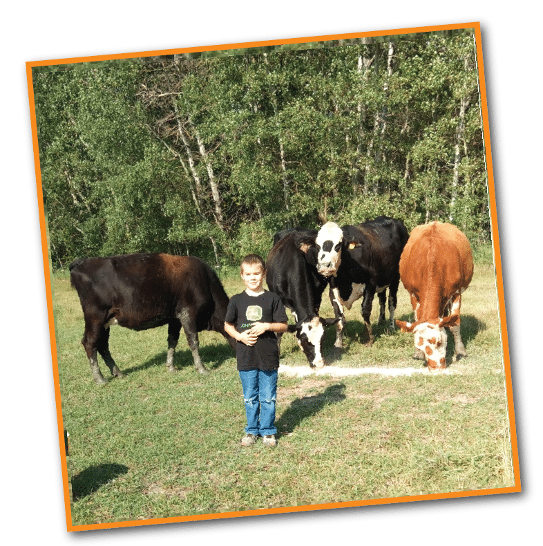 lincoln with his beef cows. 1