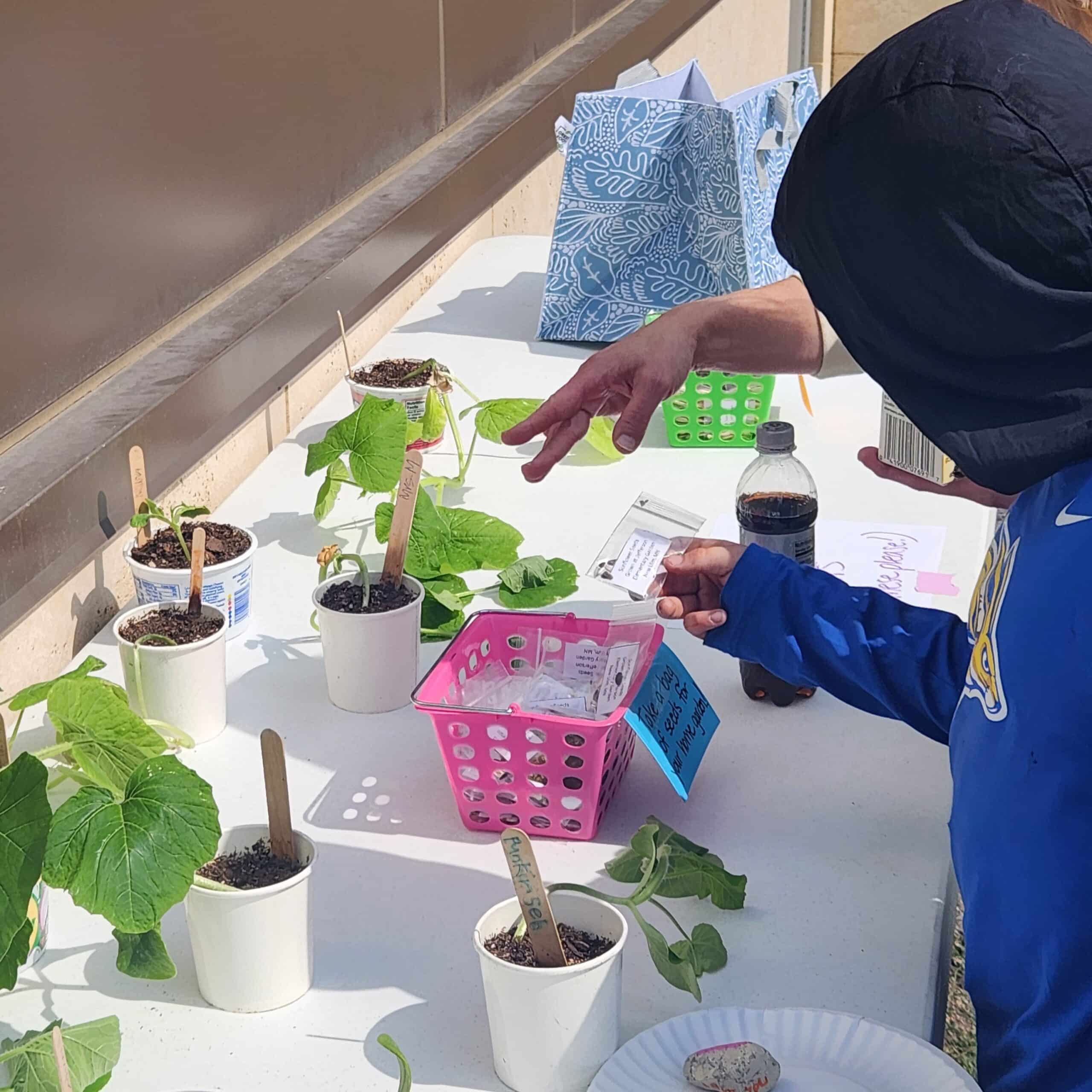A student stands at a table with many plant starts in cups on it, and selects a small plastic bag with a few seeds in it from a box