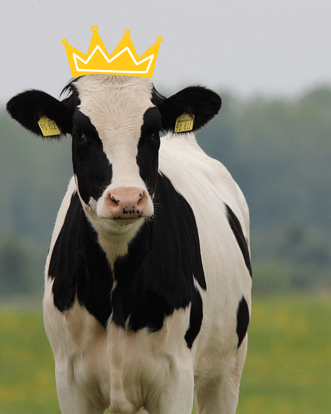 A black and white dairy cow with a graphic of a gold crown on its head