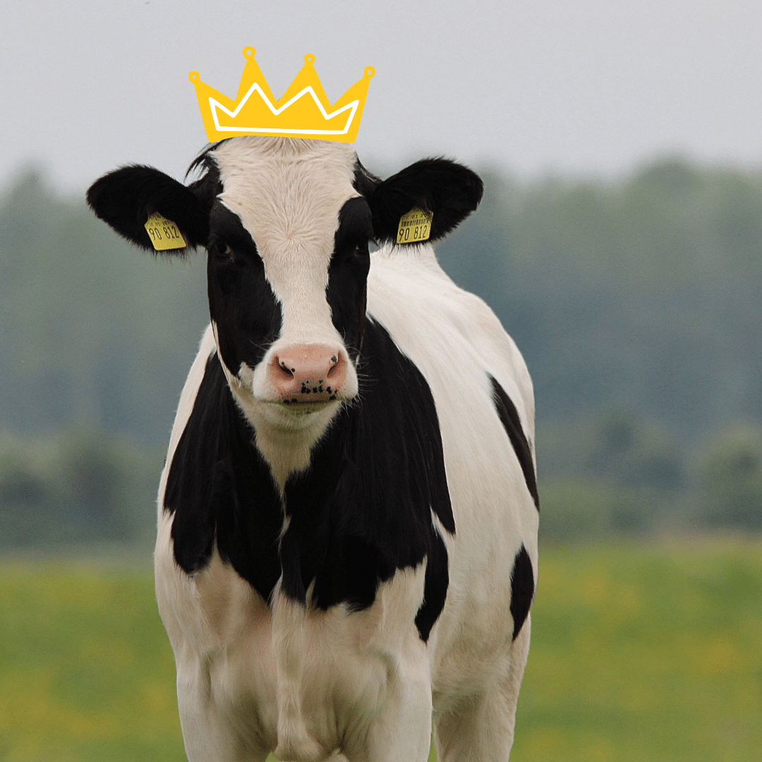 Cow with crown