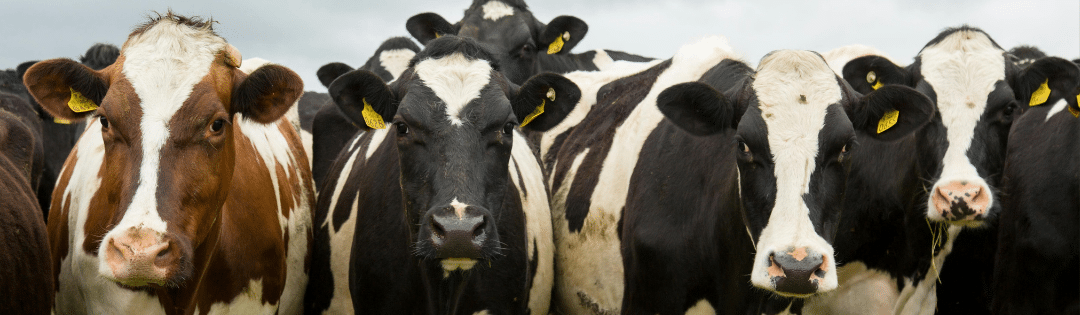 dairy cattle