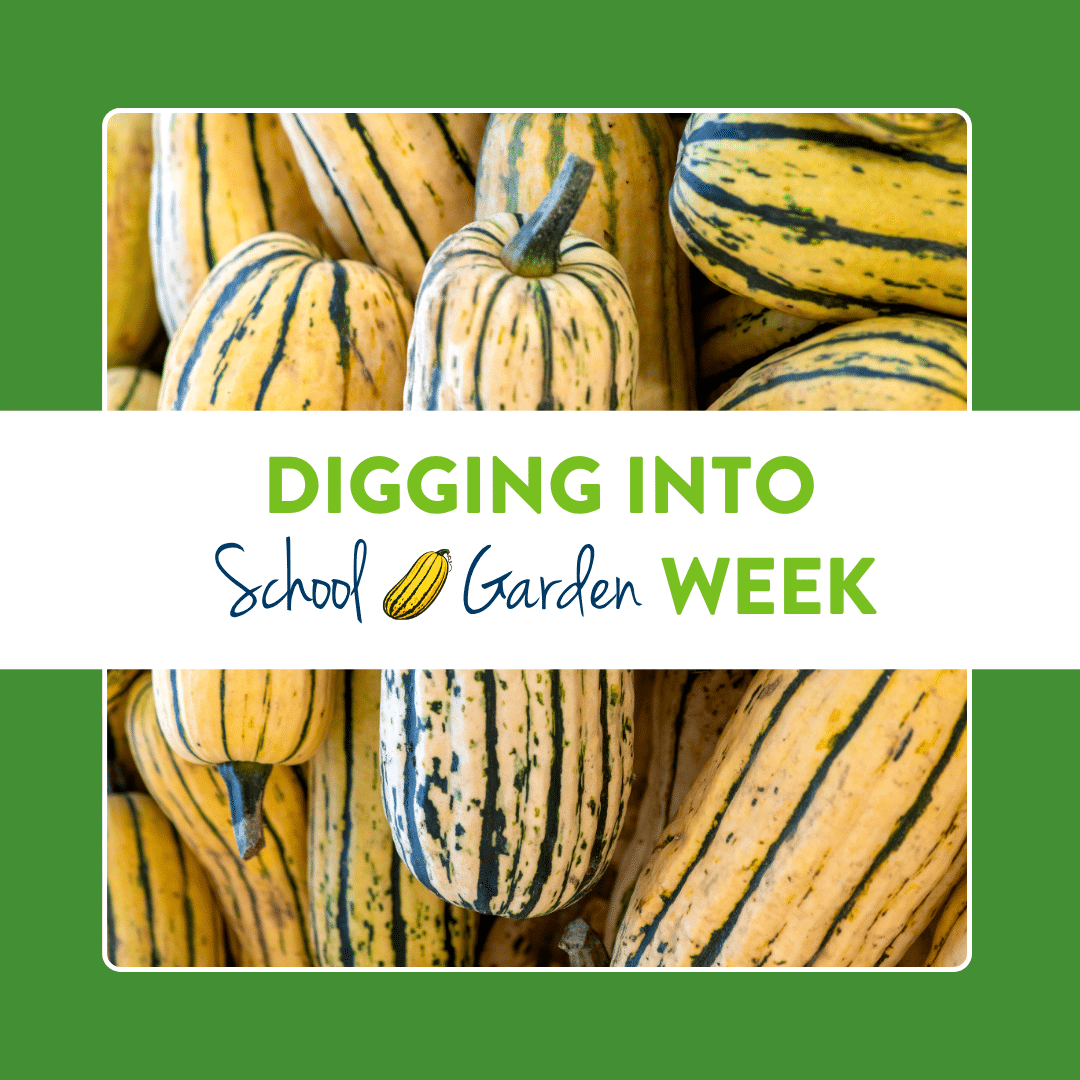 Delicata squash and the title digging into school garden week