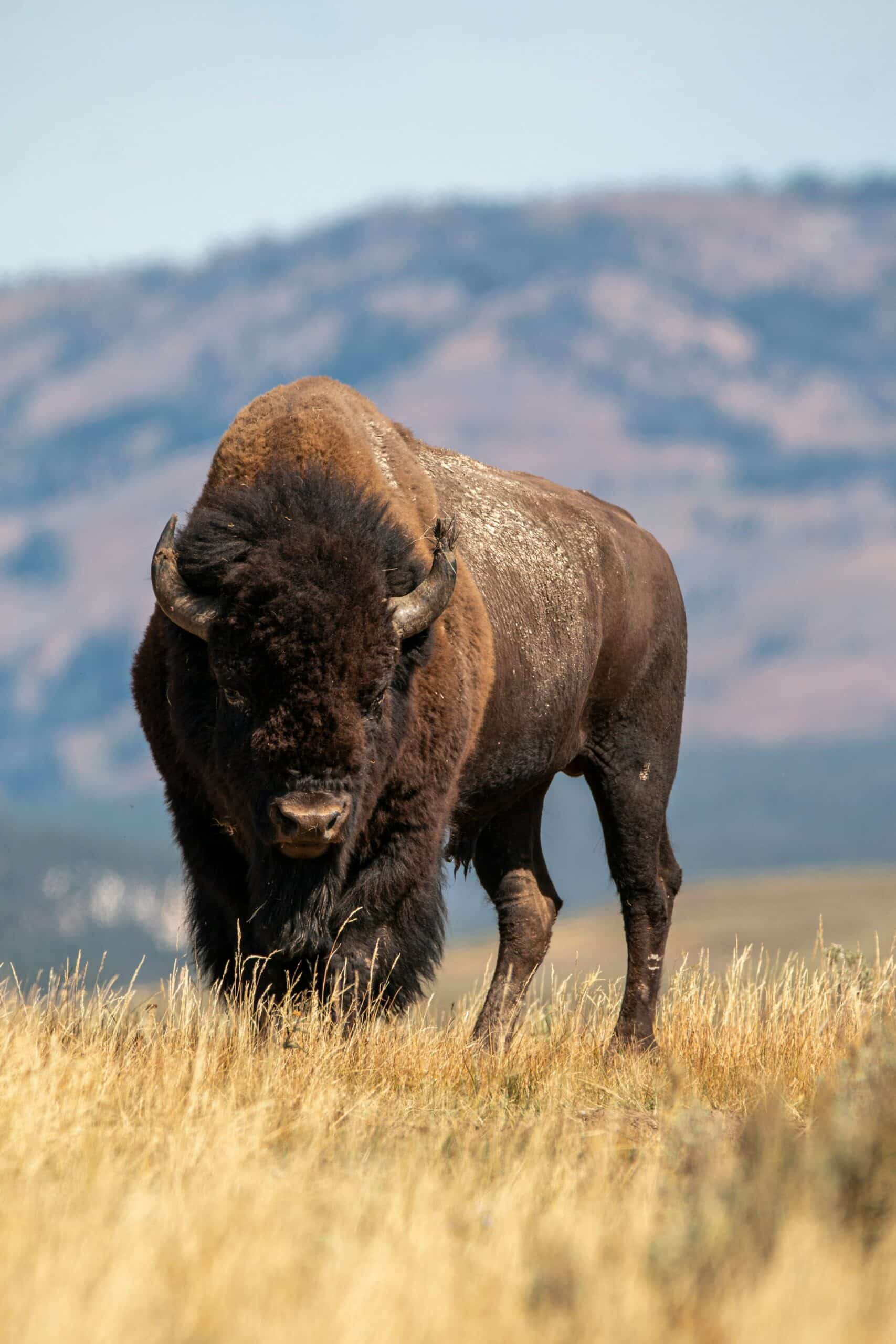 American bison standing in a brown field
