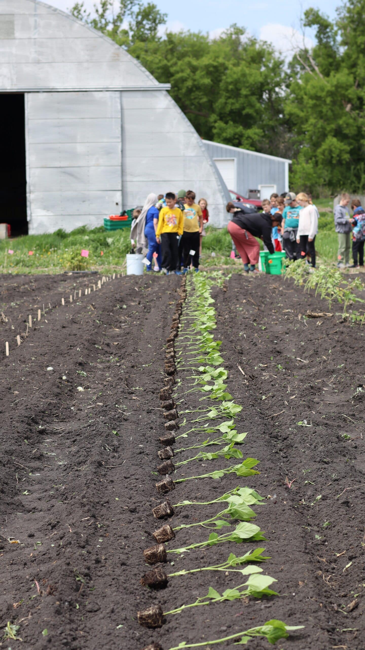 A long row of plant starters in a dirt field, students lining up in the background