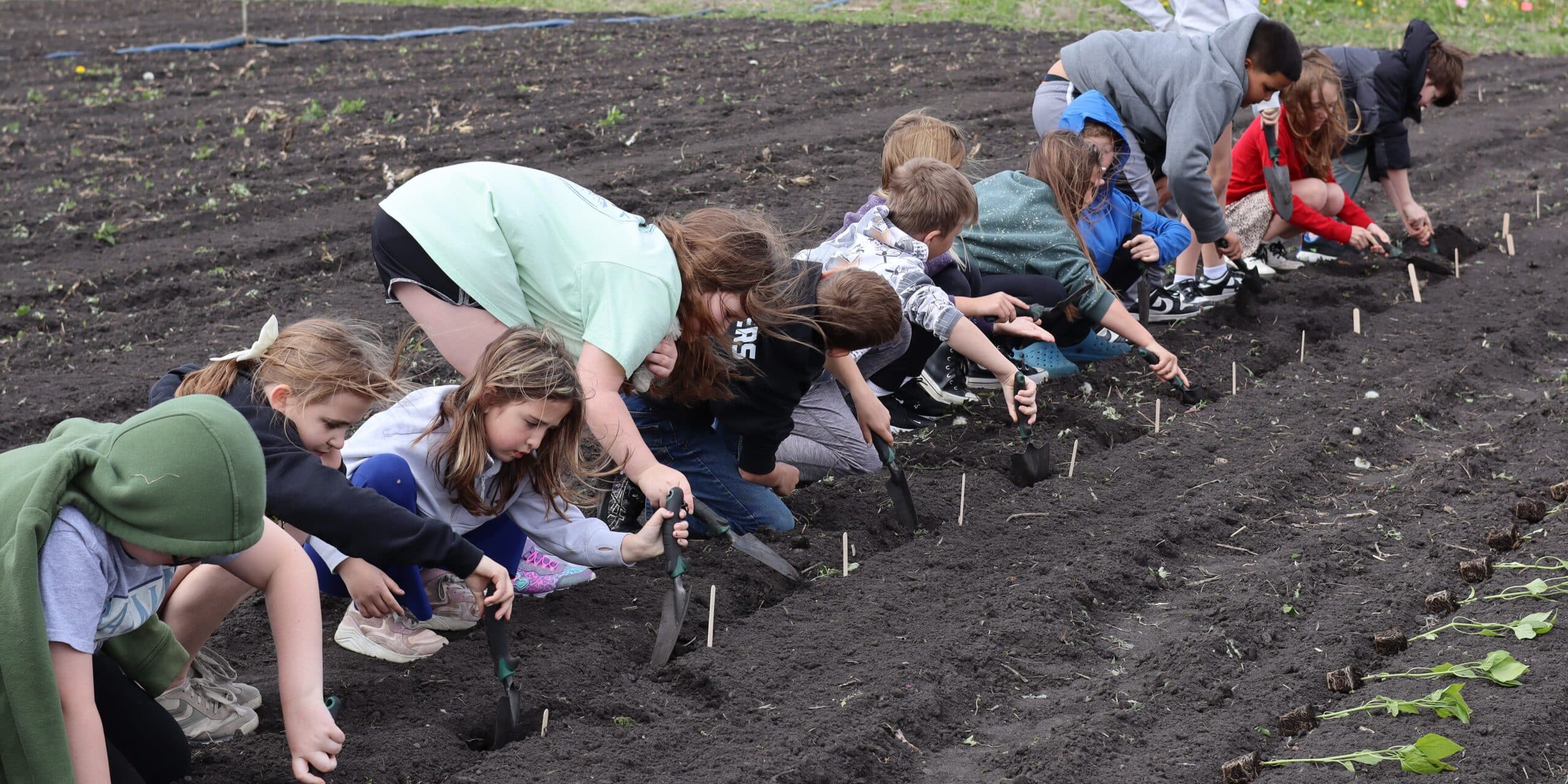 Third grade students in a line, planting seedlings in a row in a tilled dirt field.
