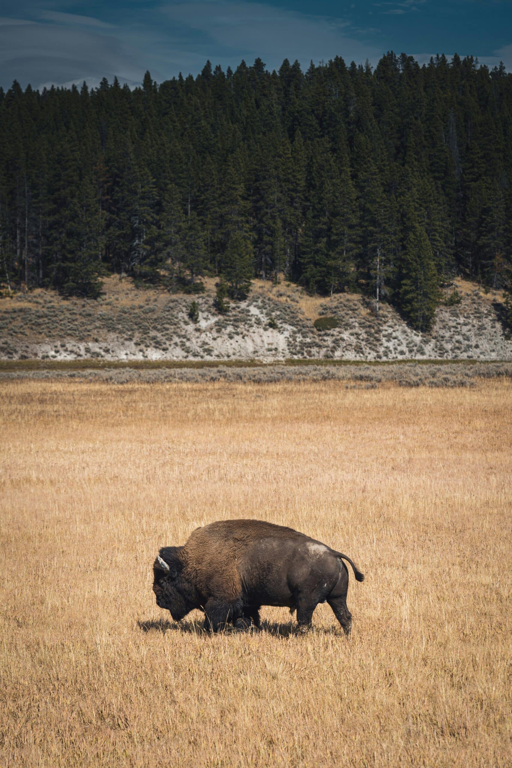 A lone bison grazing in a brown field. A hill with tall pine trees in the background.