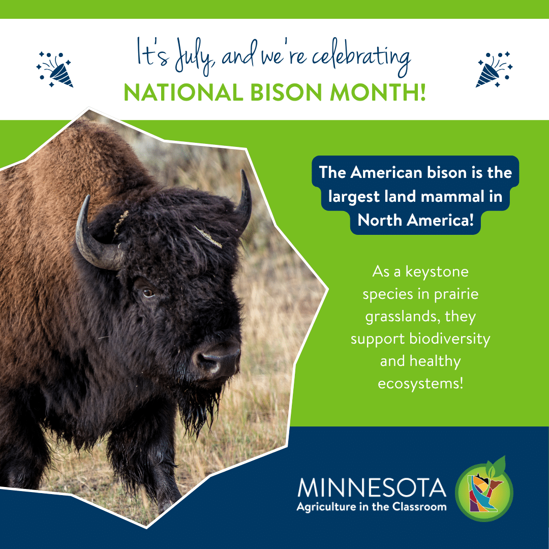 Bison photo with title: It's July, and we're celebrating National Bison Month!