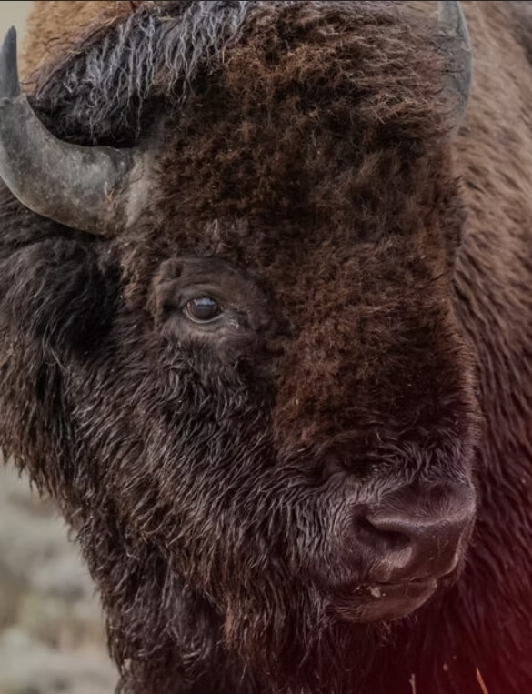 A closeup of a bison's head.