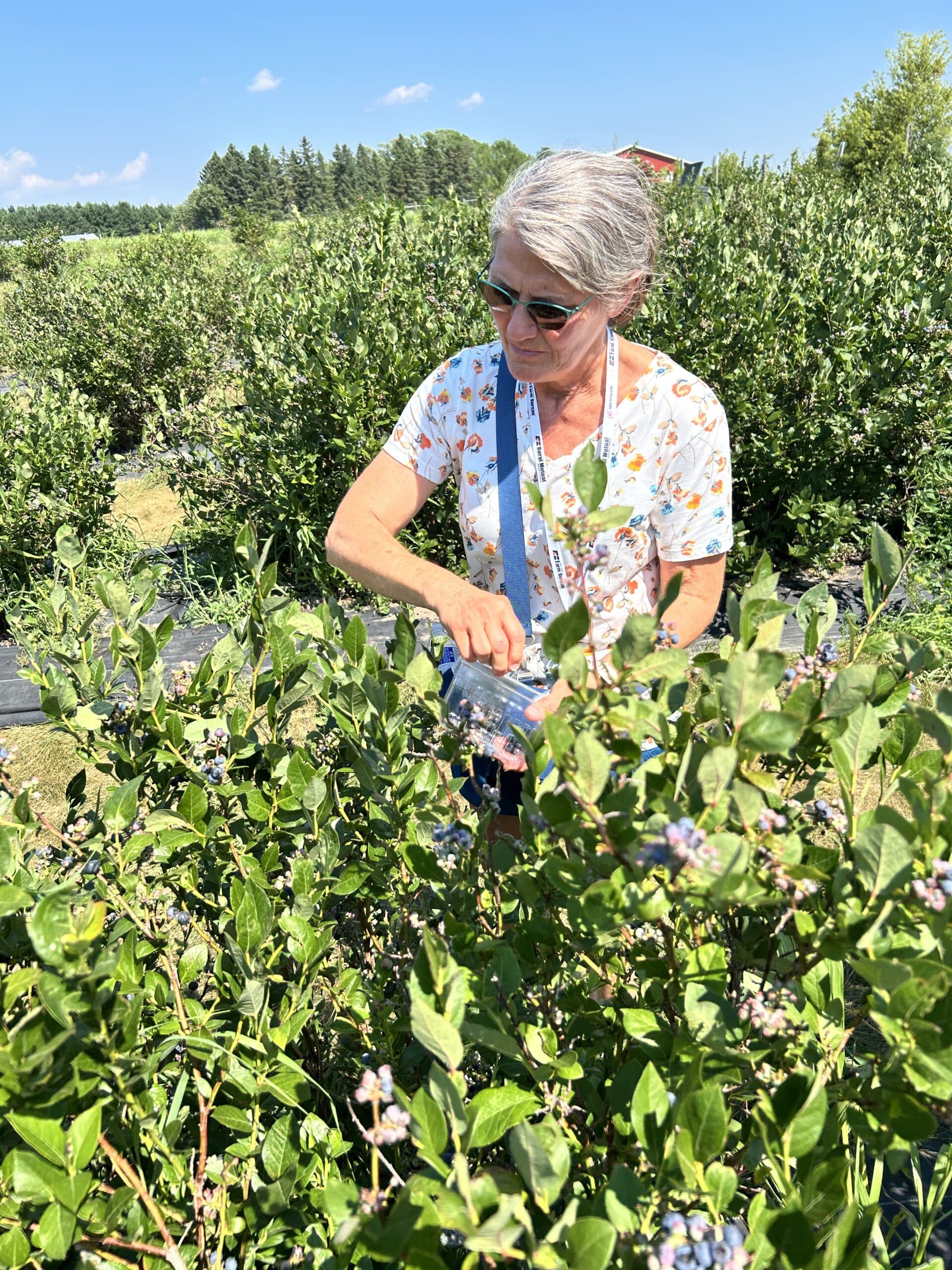 Women picking blueberries off a bush 