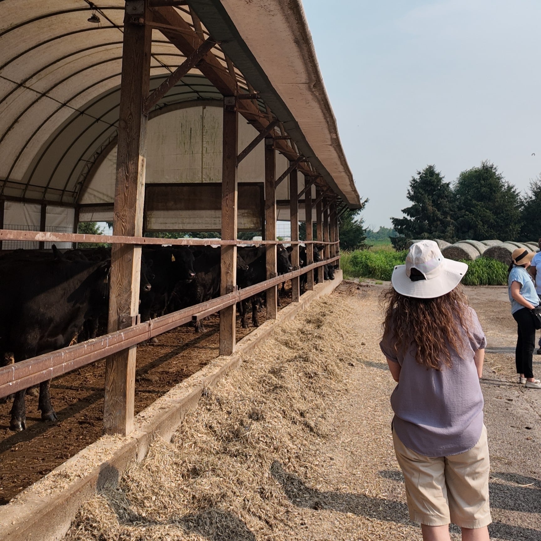 Black angus beef cattle under a covered shelter, feed lines the edges, a woman in a hat stands nearby