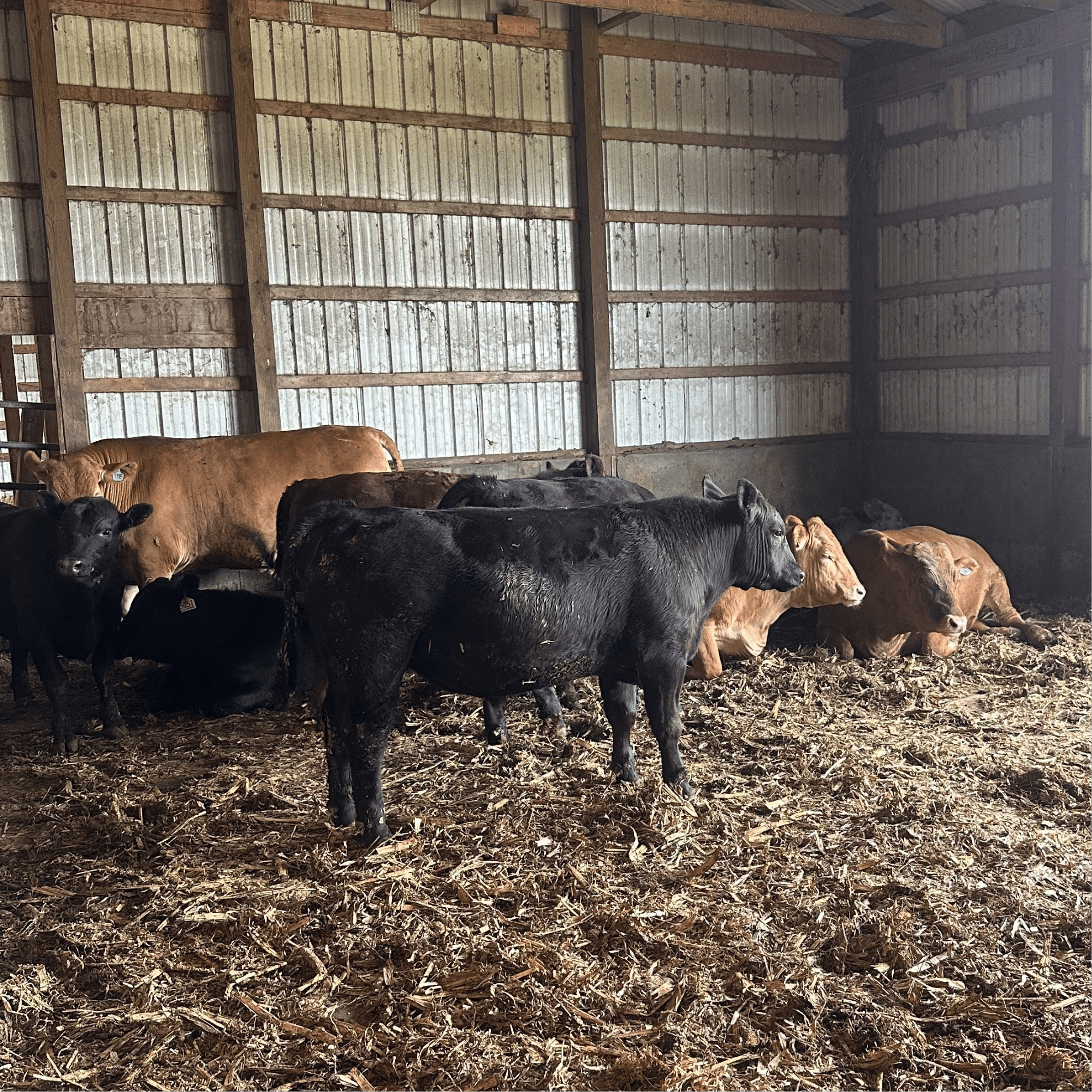A few black and brown cattle in a barn 
