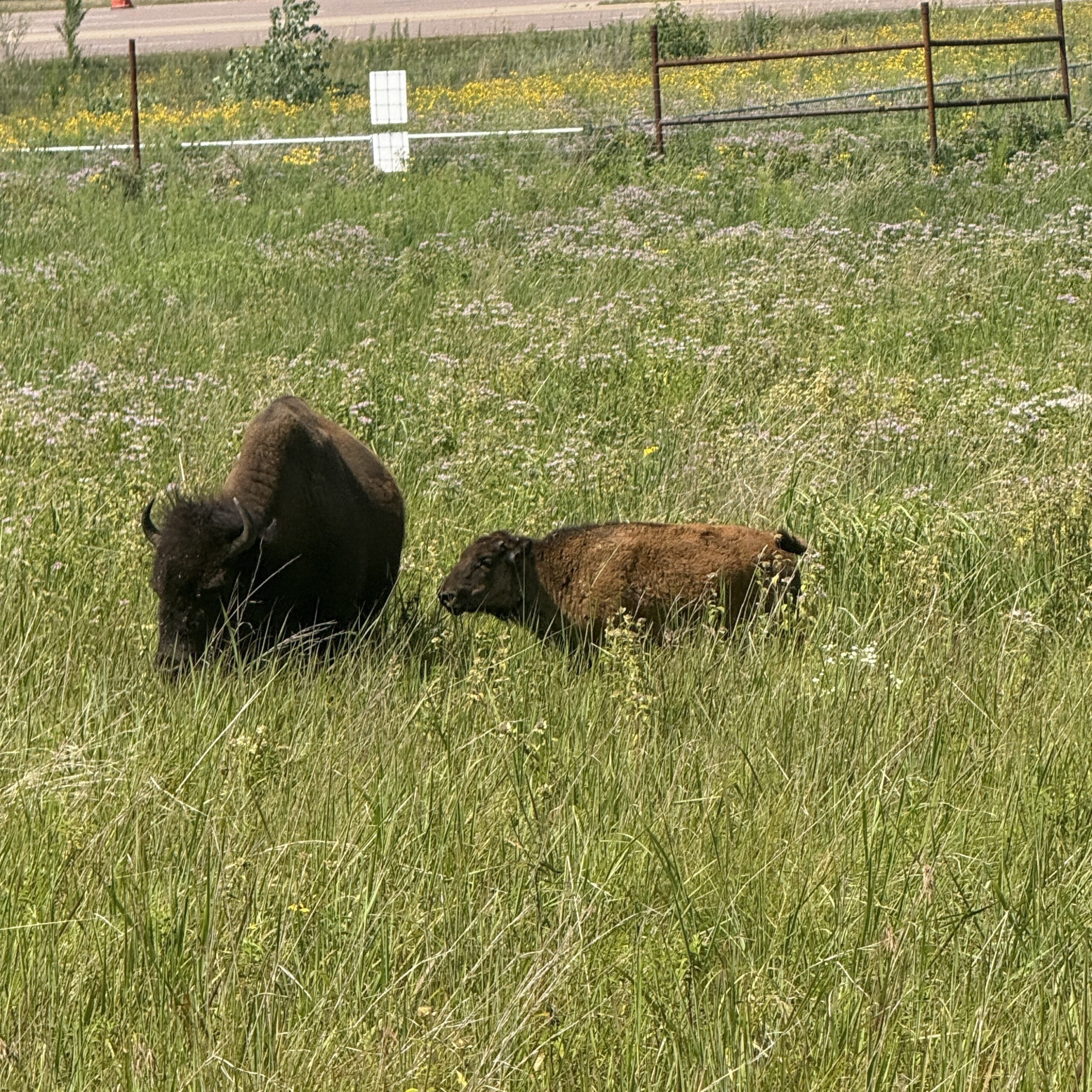 An adult bison and smaller bison calf standing in a prairie field