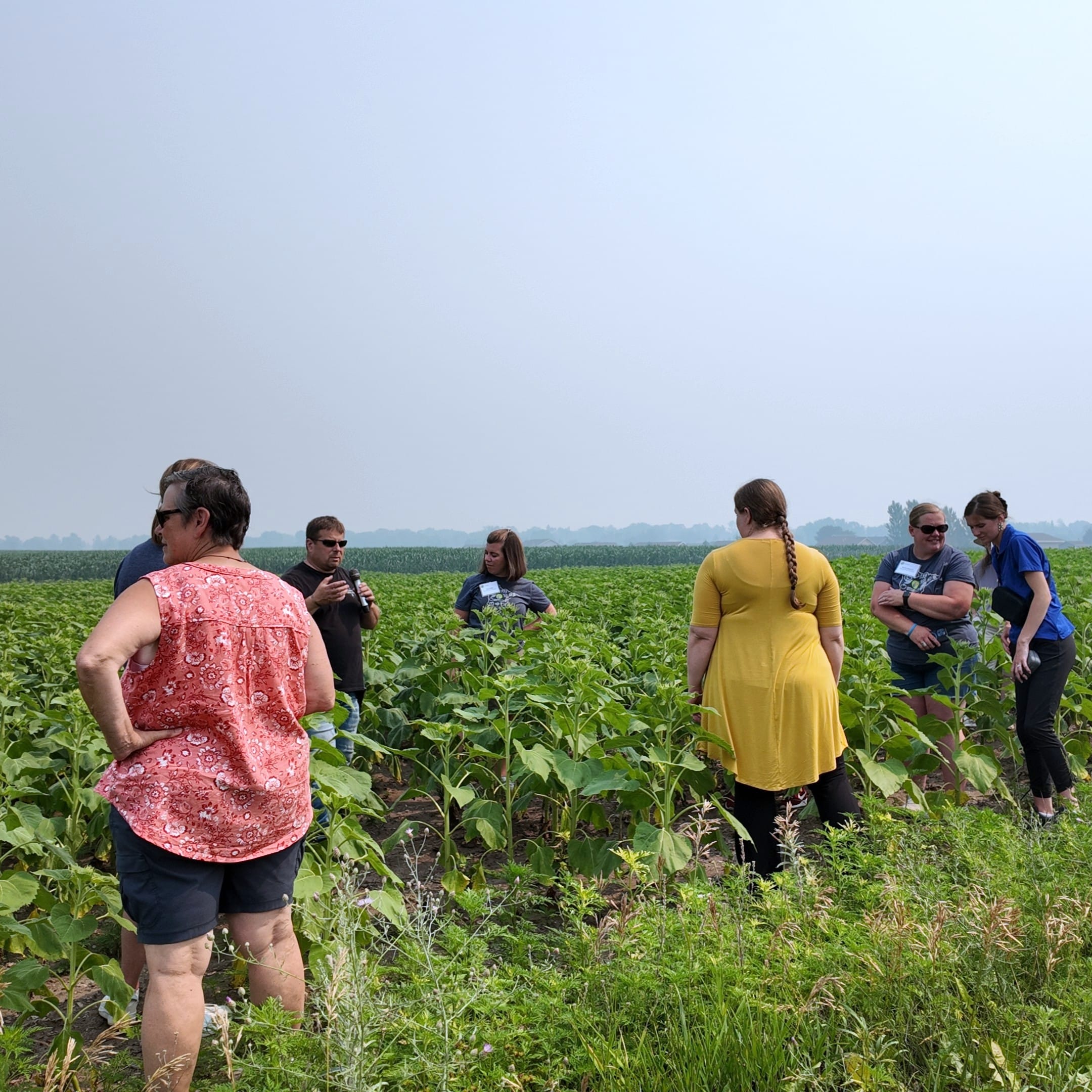 A group of people stand at the edge of a sunflower field that hasn't bloomed yet