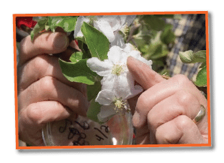 white flower with mans wiping pollen