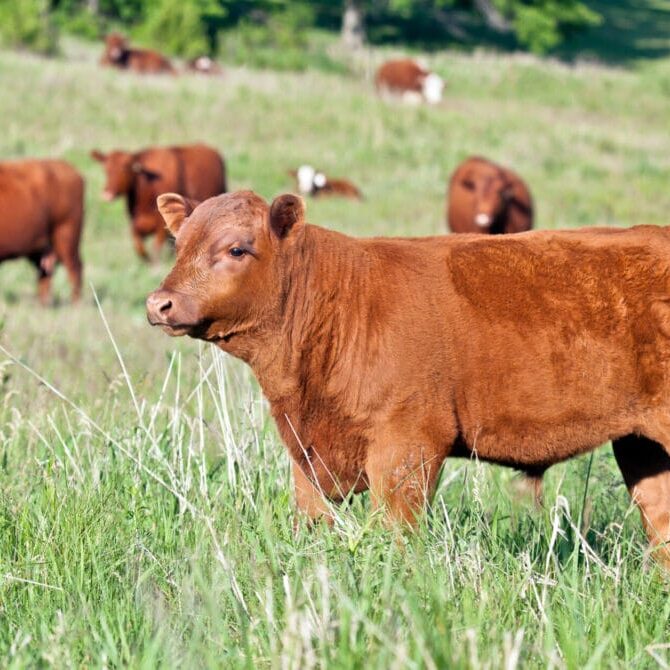 Red Angus bull calf in field