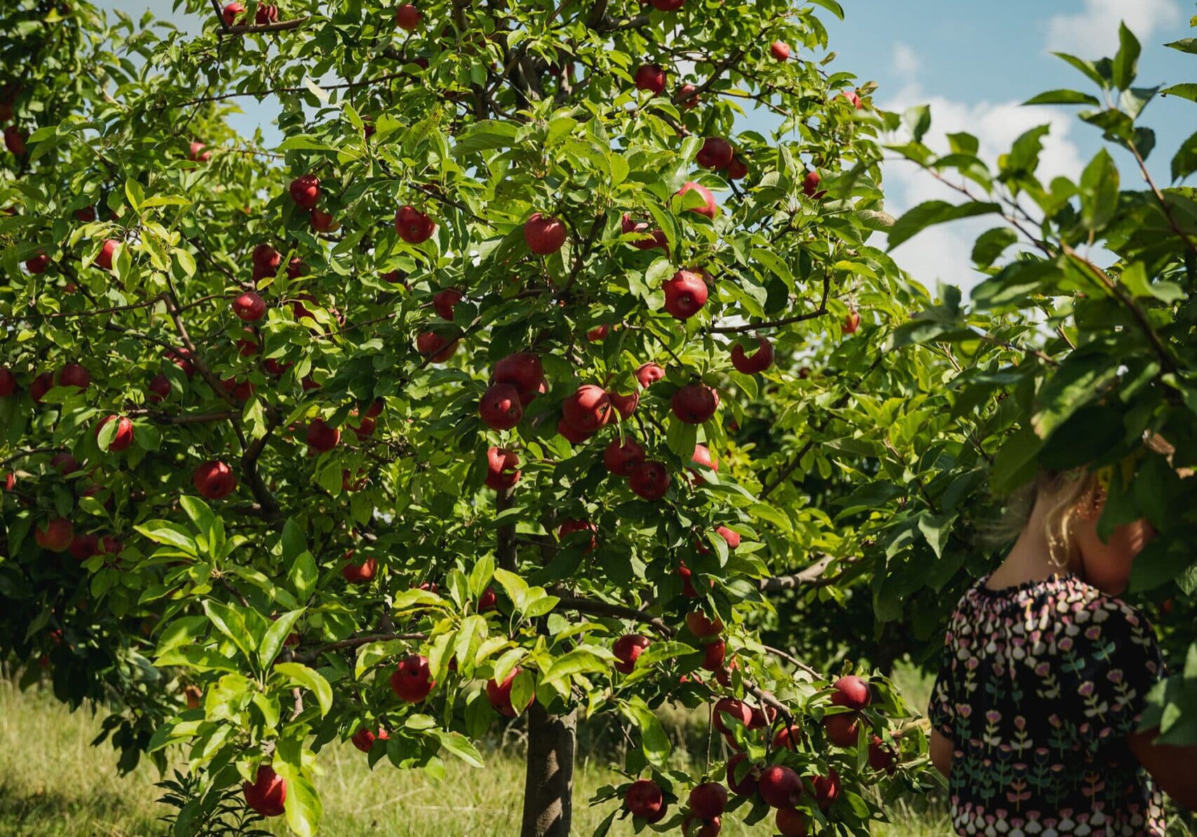 Apple Tree