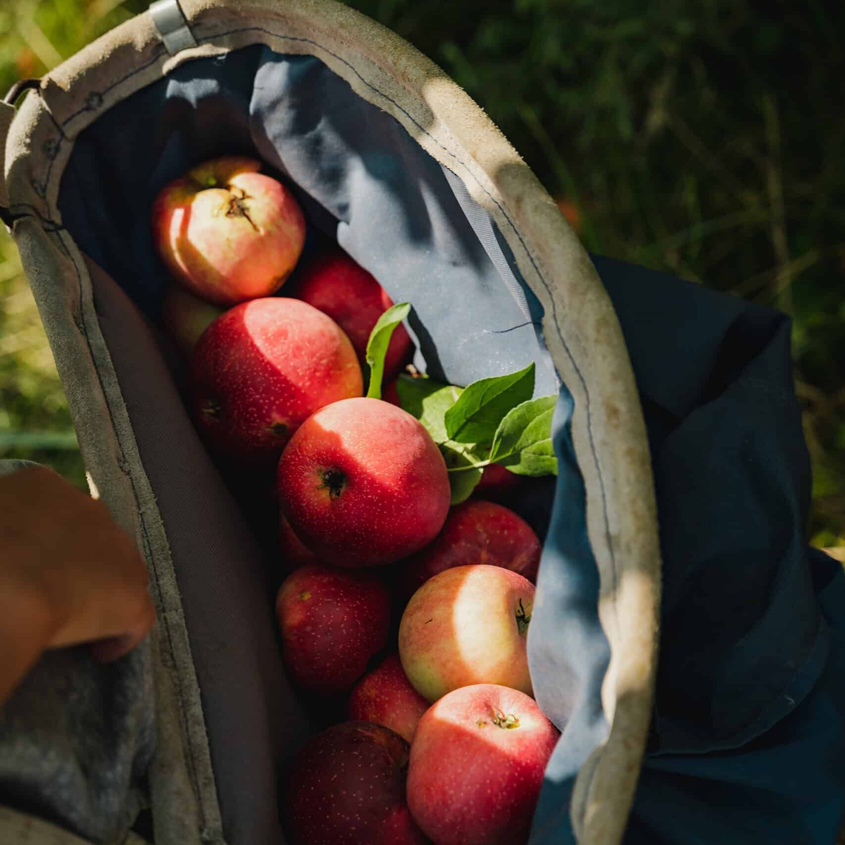 Apples in a Sack