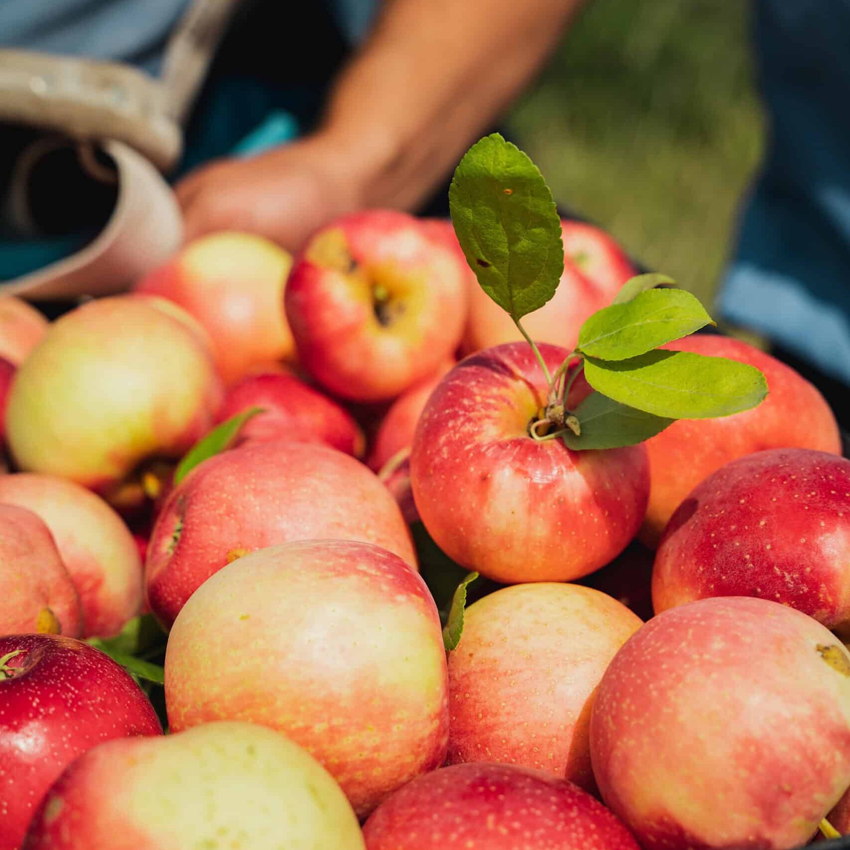 Barrel of Apples