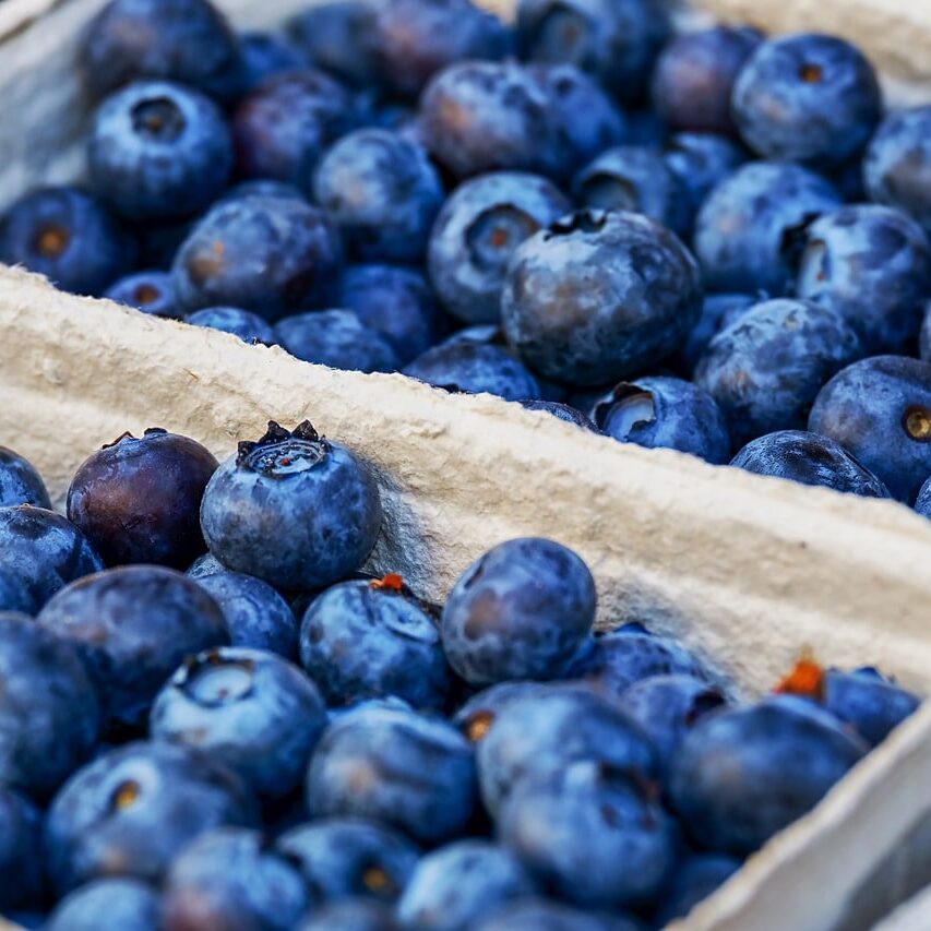 Blueberries in containers