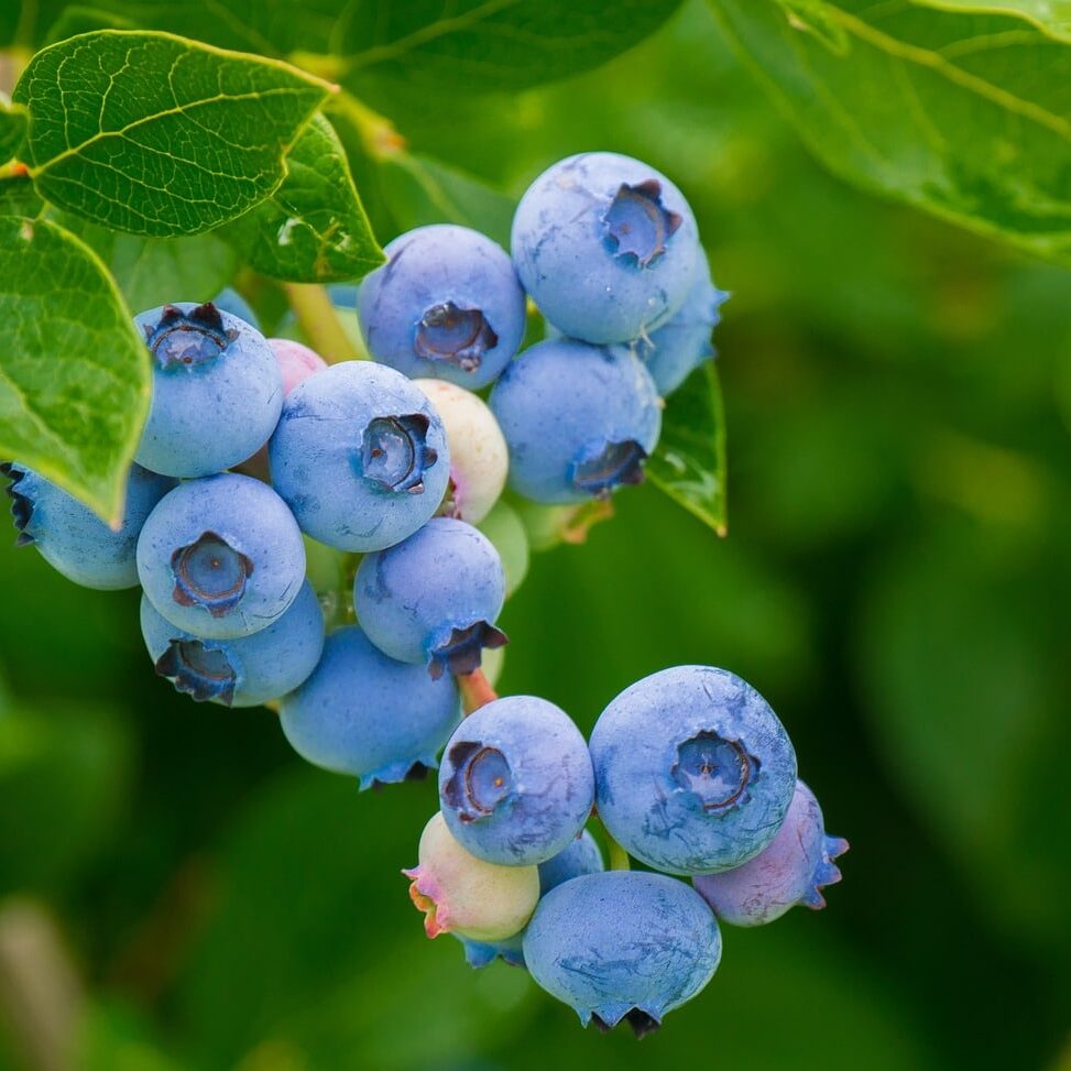 Blueberries on vine