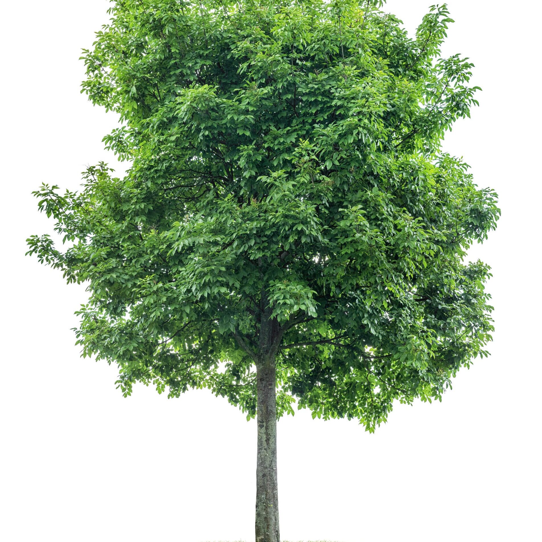 Isolated tree on a white background Acer negundo Maple ash