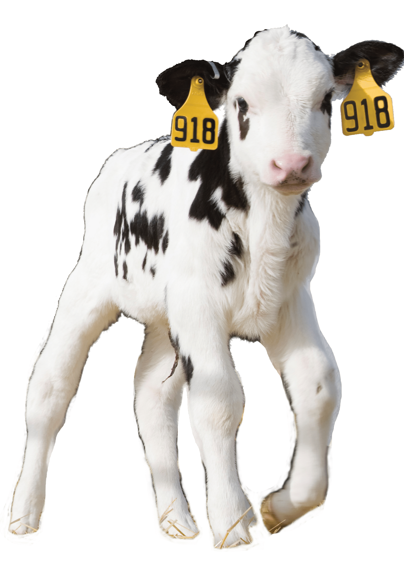 dairy Calf