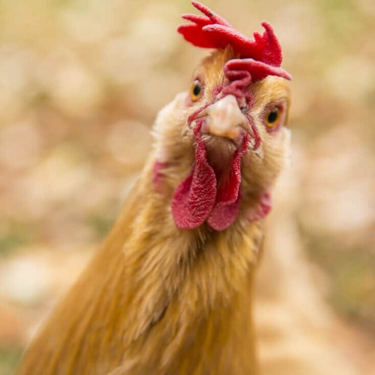 chicken face