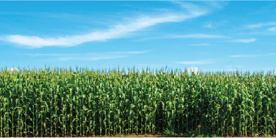 Corn Field Banner