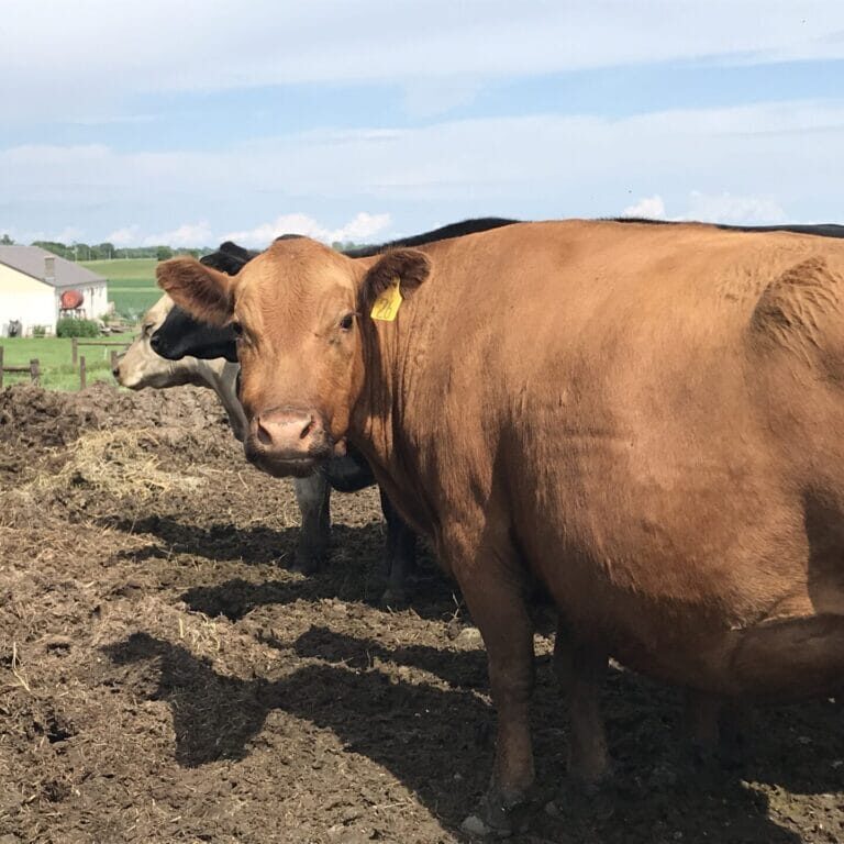 Cow on farm