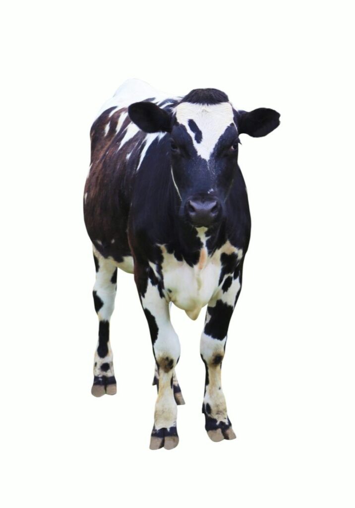Dairy cow - black and white