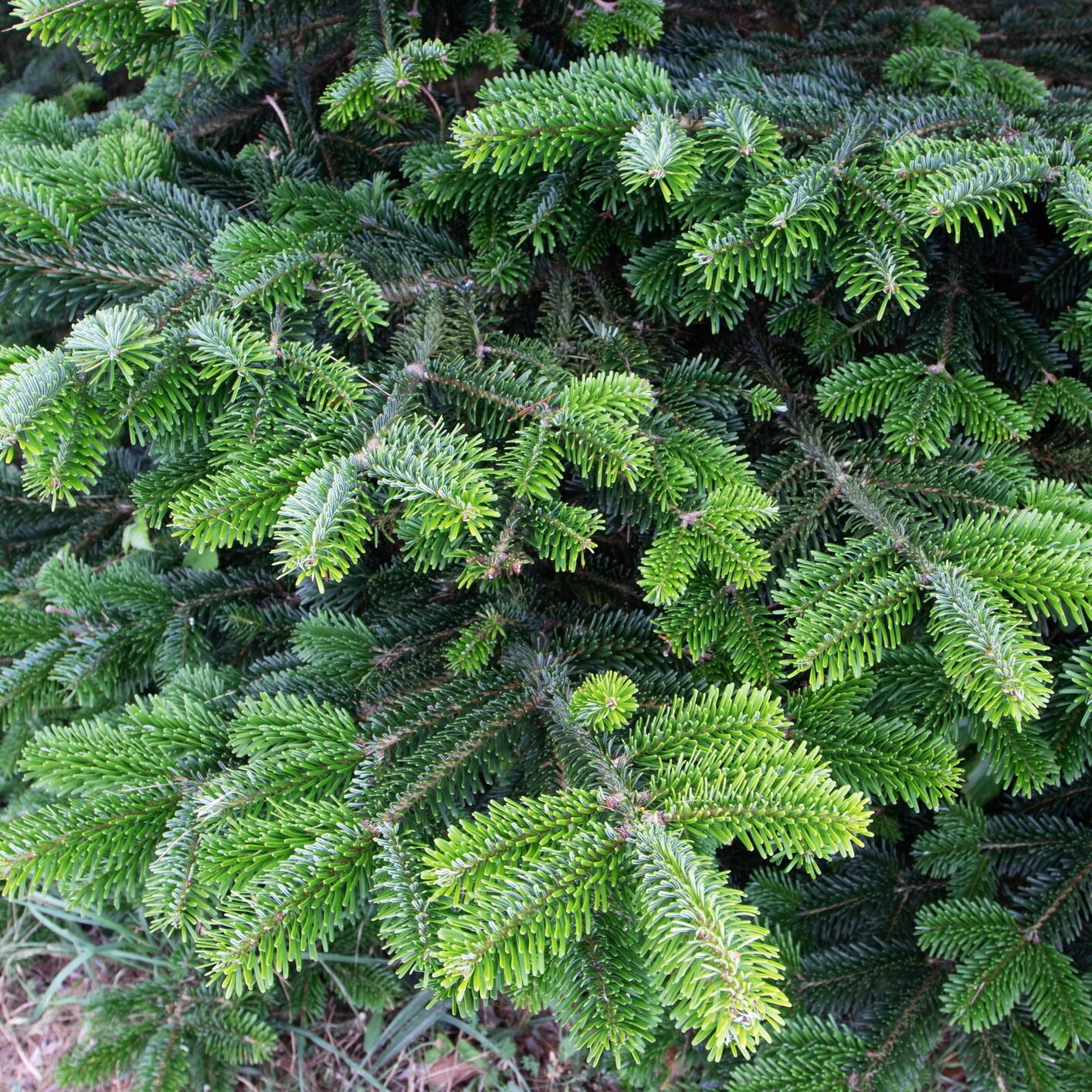 Fraser fir or abies fraseri tree banches