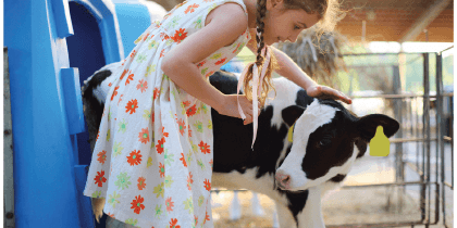 Girl Taking Care of Calf