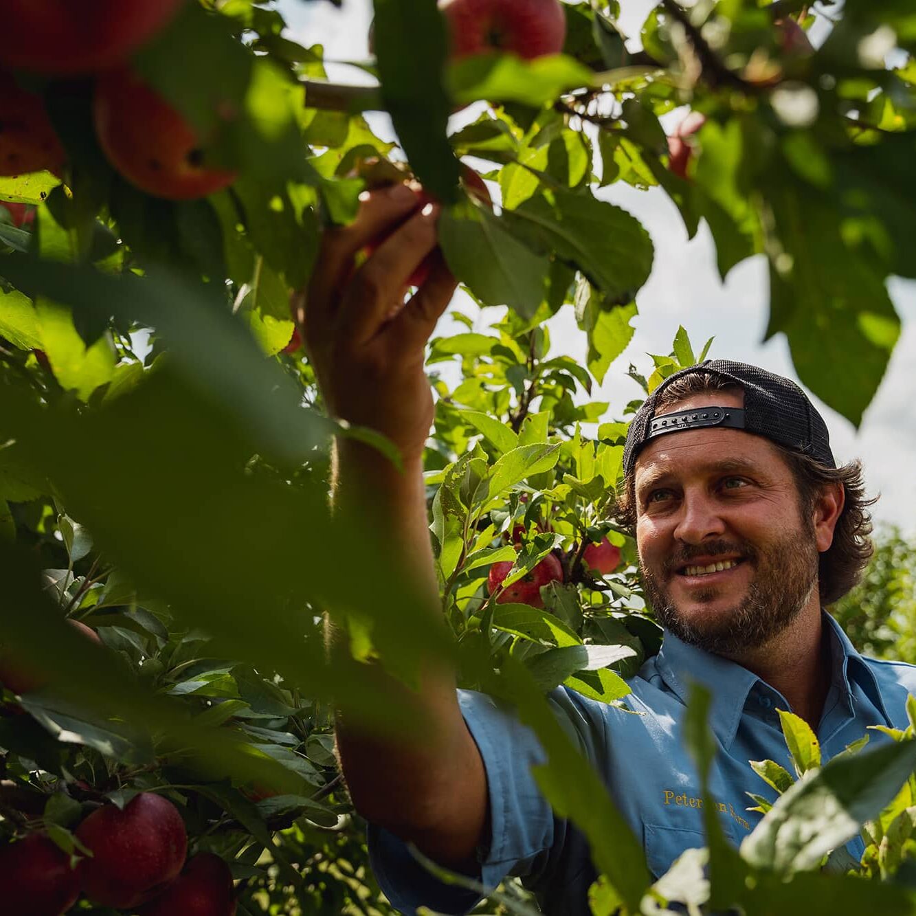 Harvesting Apples