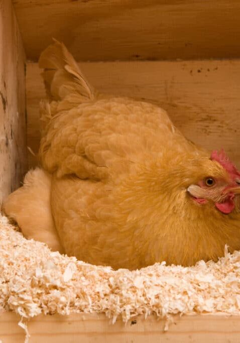 Golden Sex-Link hen laying an egg