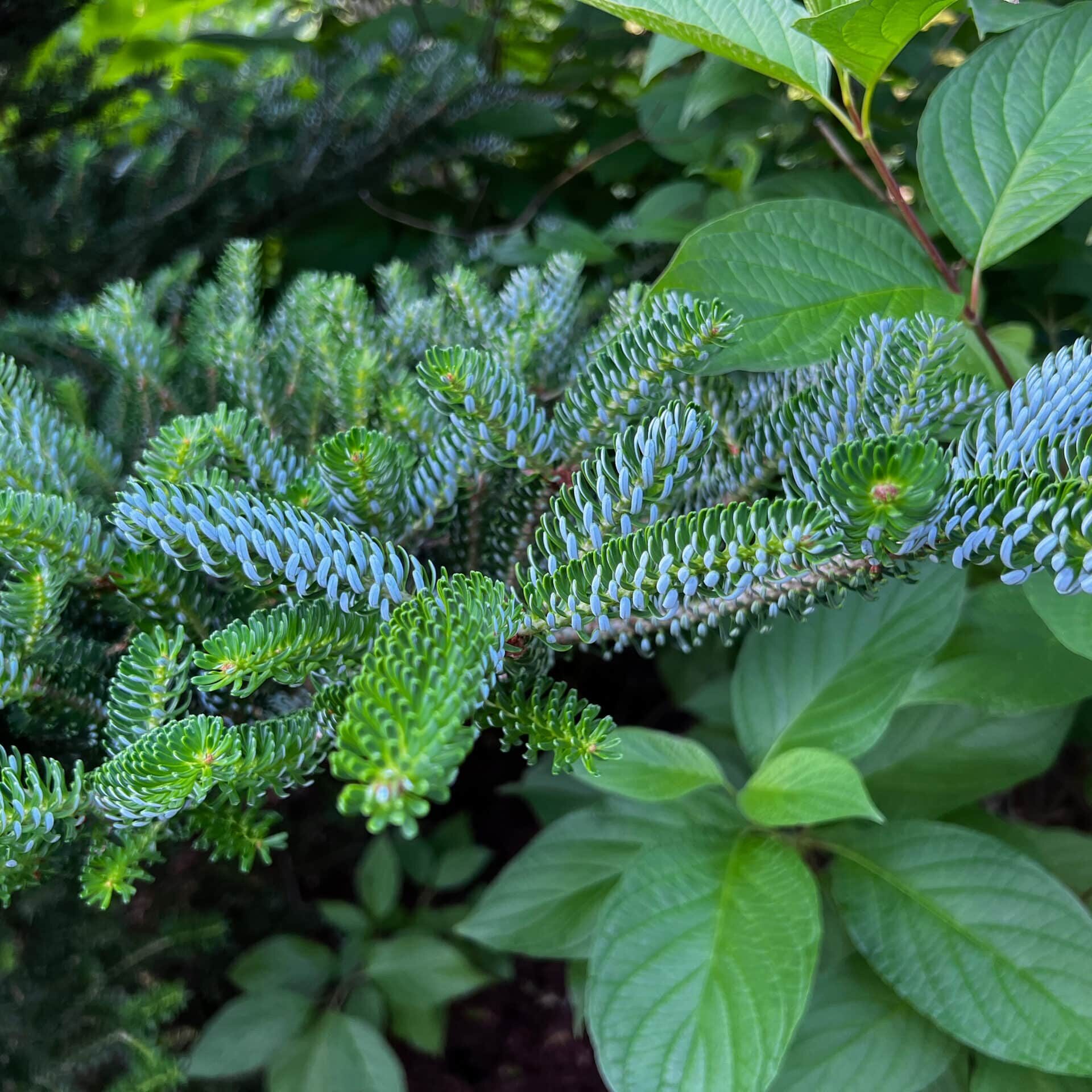 Korean Fir Tree Abies koreana