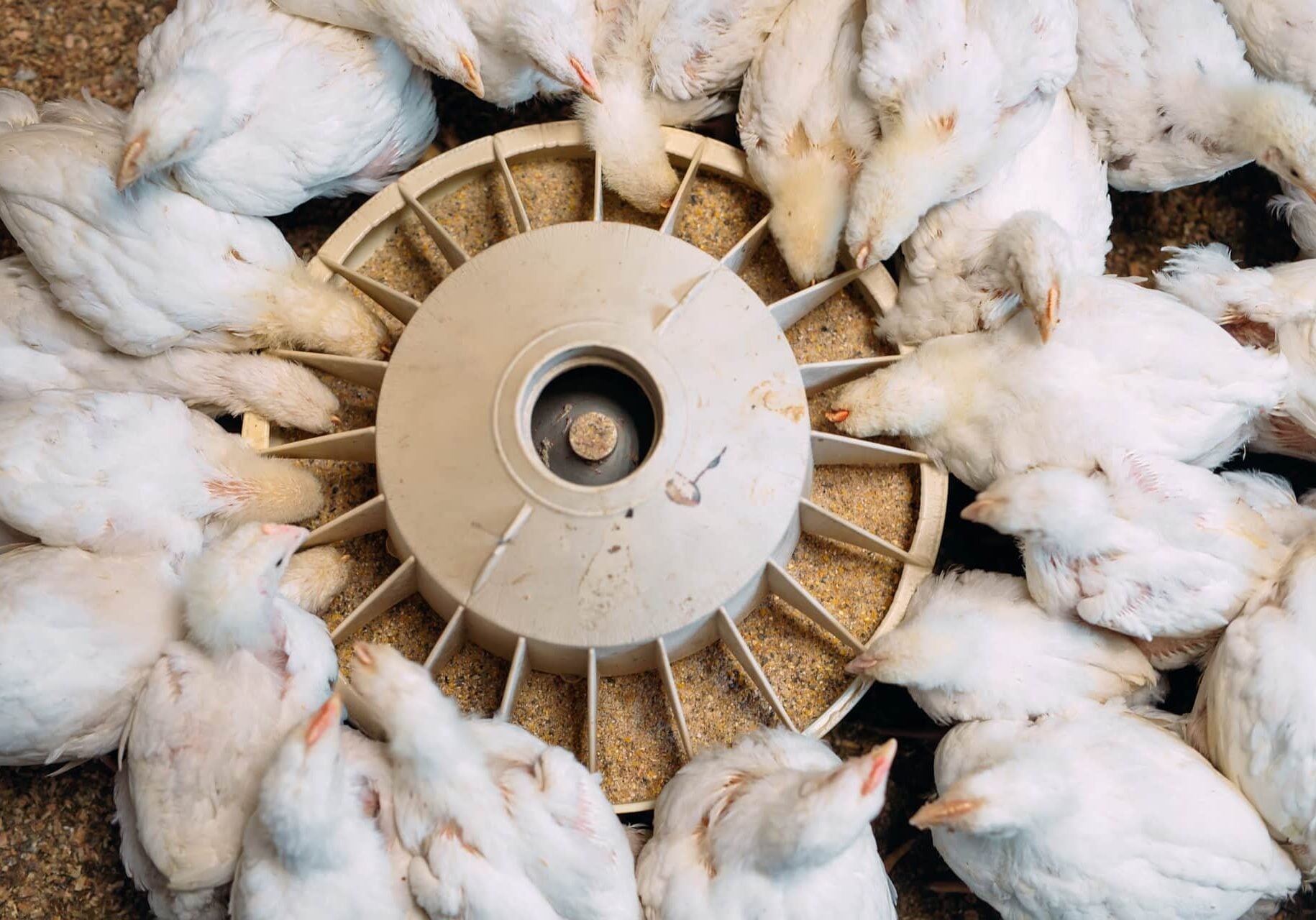 Farm Animal Food